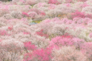 いなべ市梅林公園（梅まつり）