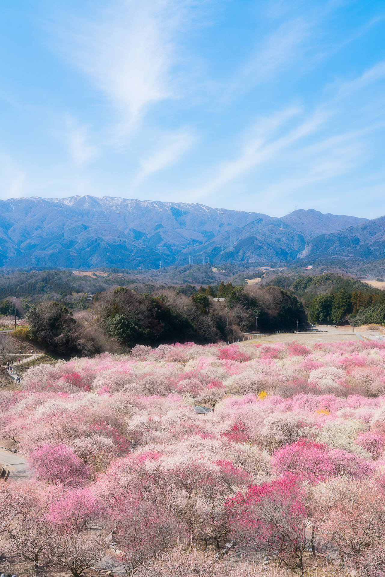 いなべ市梅林公園(梅まつり)