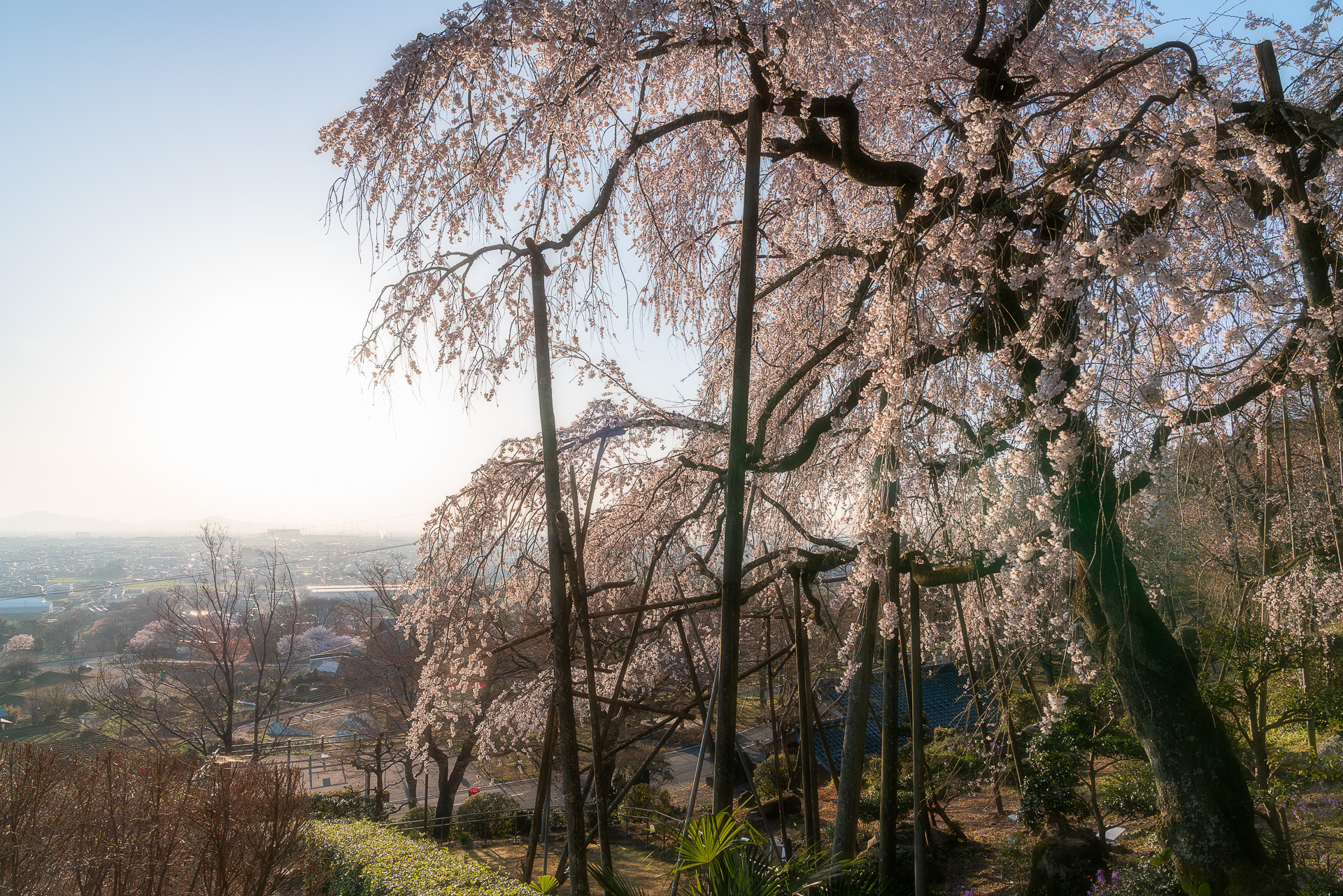 霞間ヶ渓（かまがたに）の桜