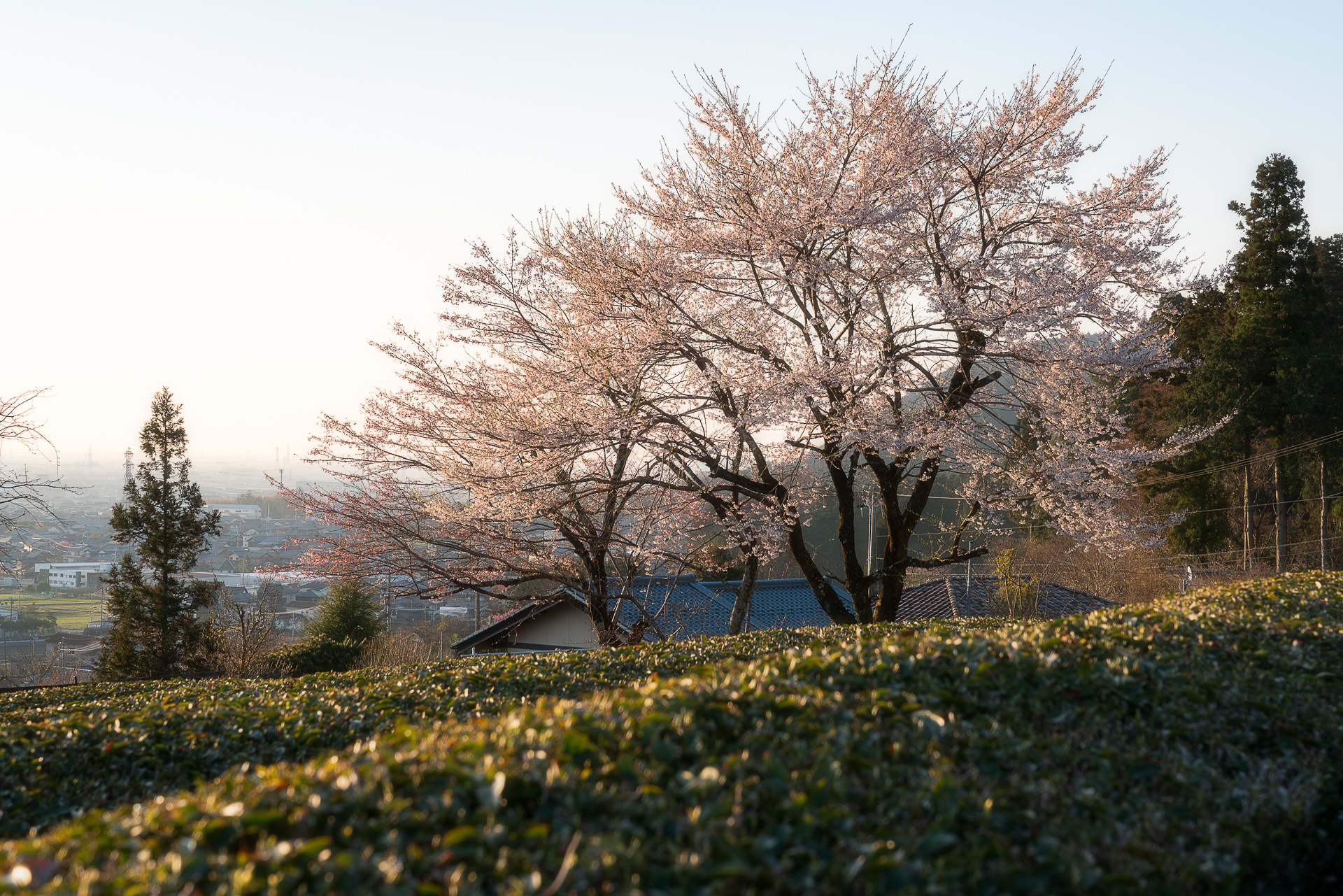 霞間ヶ渓（かまがたに）の桜