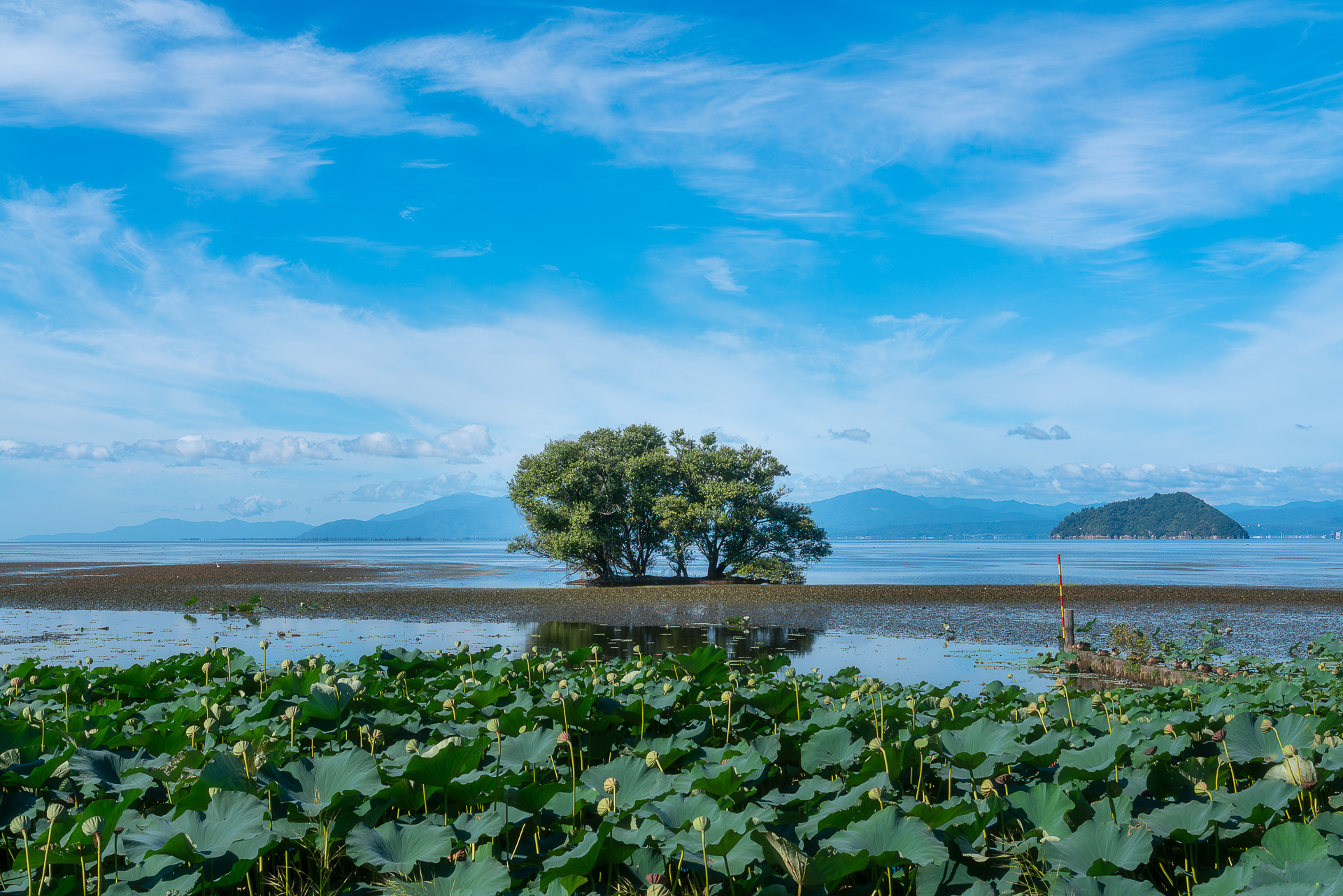 湖北水鳥公園の水中木