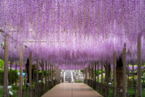 曼陀羅寺公園こうなん藤まつり