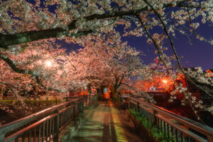 水門川の桜（春まつり）