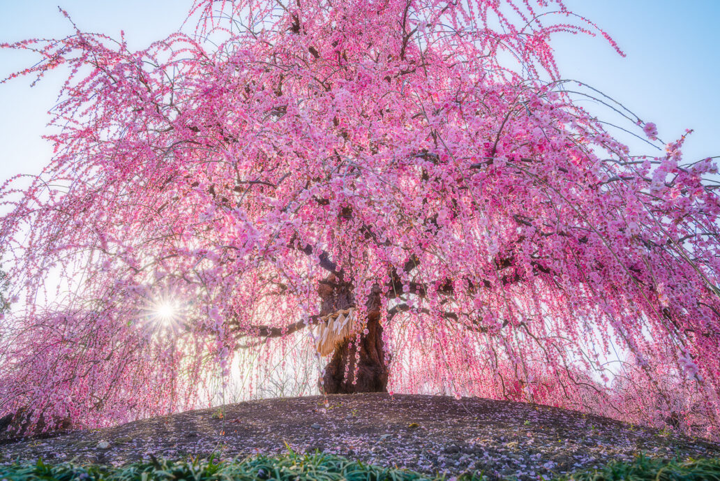 鈴鹿の森庭園（しだれ梅まつり）