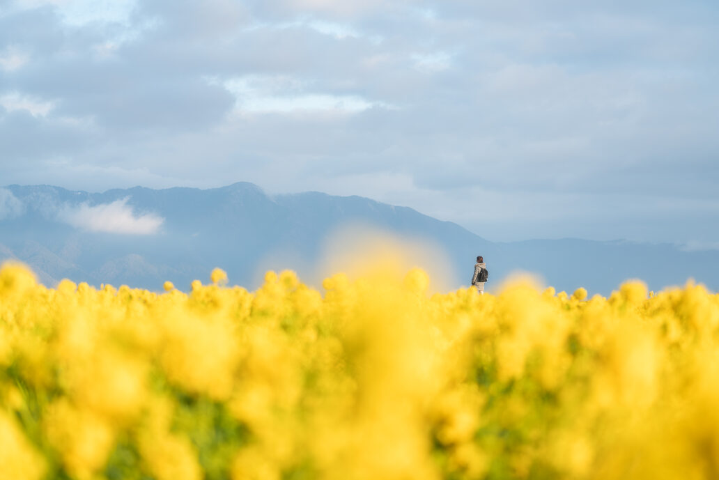 第1なぎさ公園（菜の花）