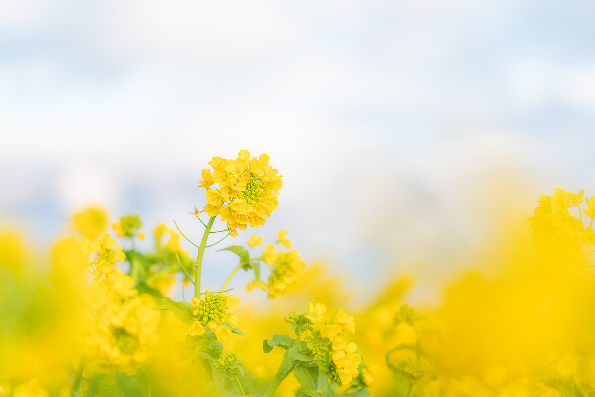 第1なぎさ公園(菜の花)