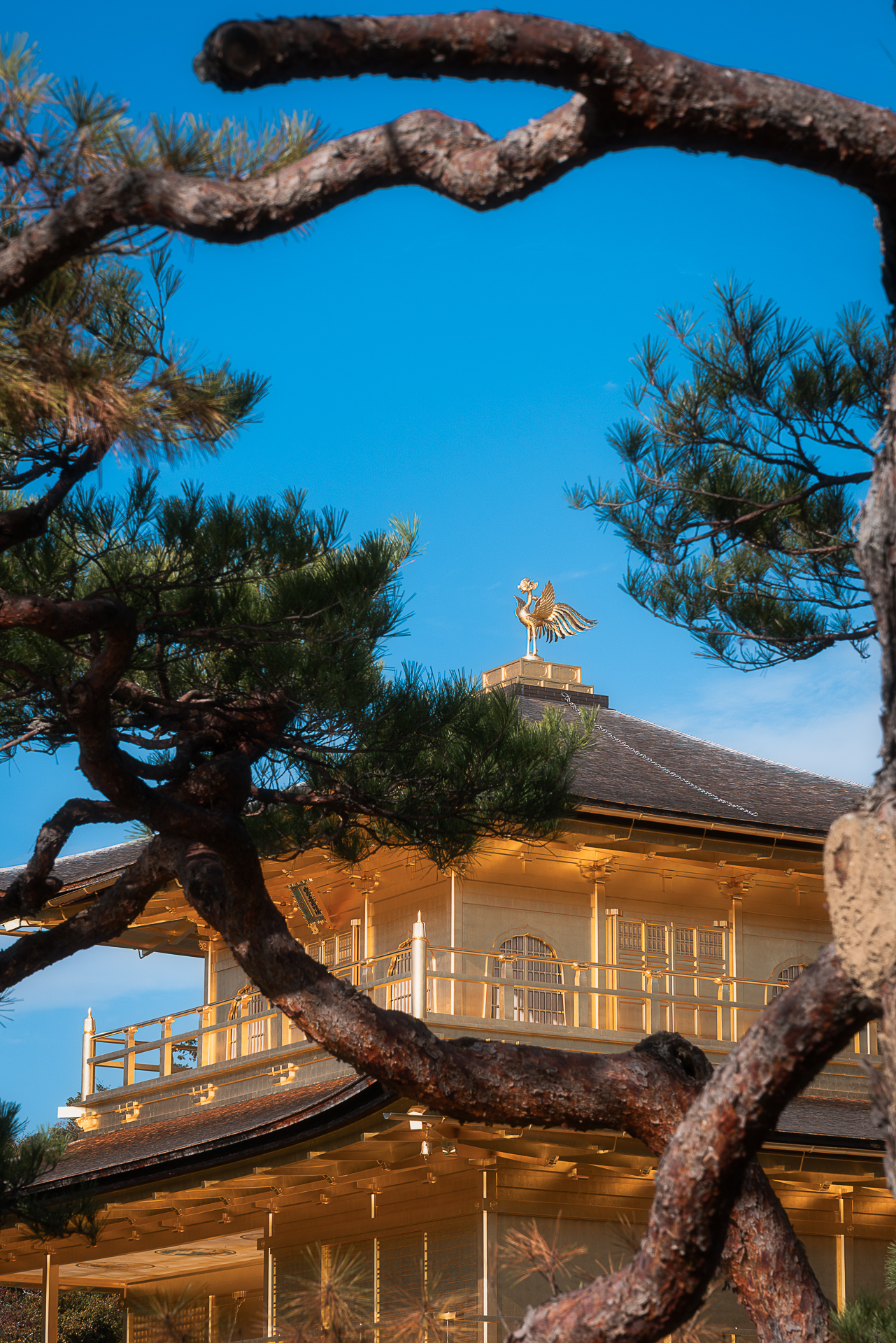 金閣寺
