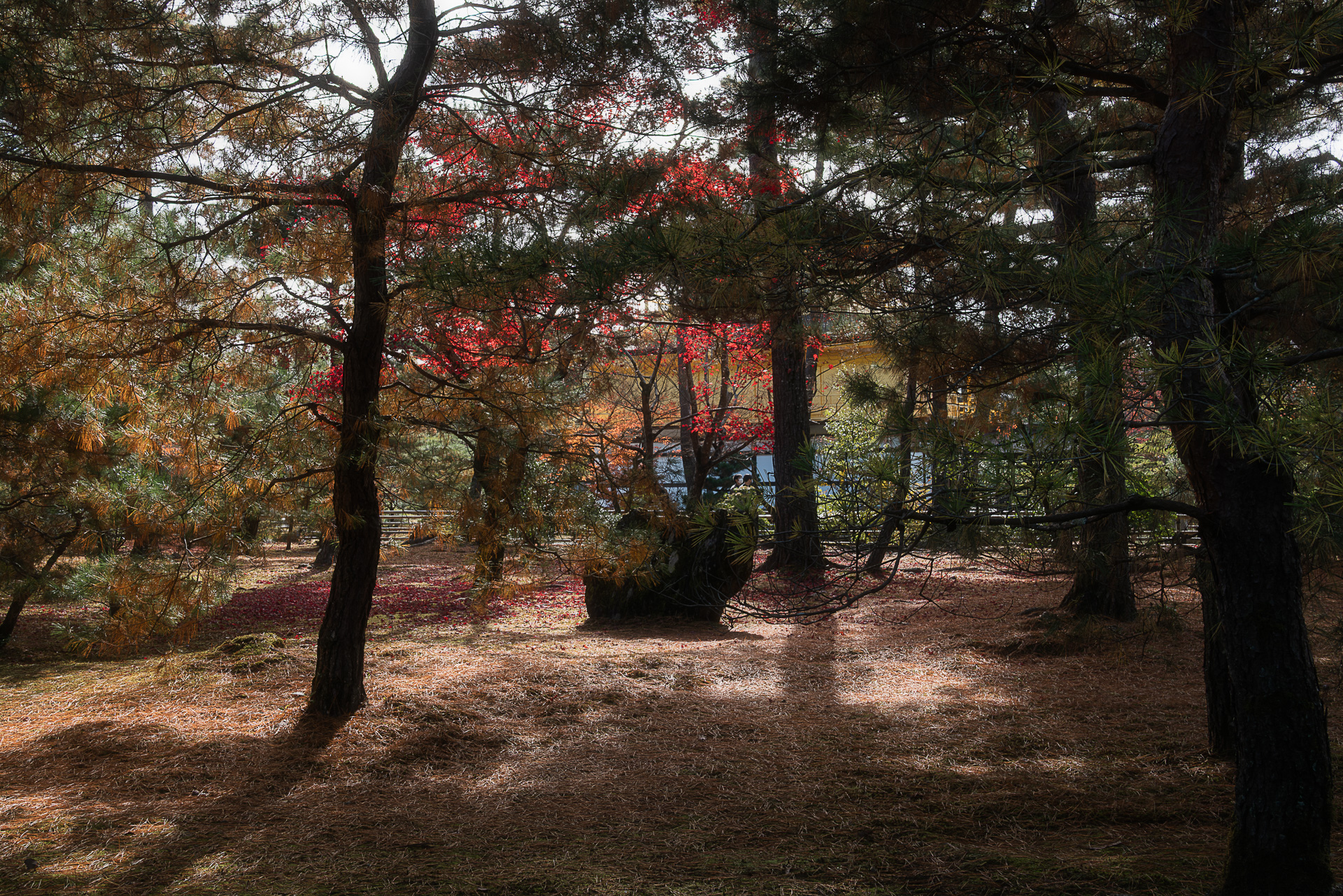 金閣寺