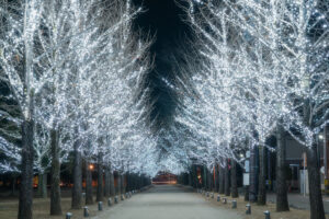 学びの森（冬ソナストリート）