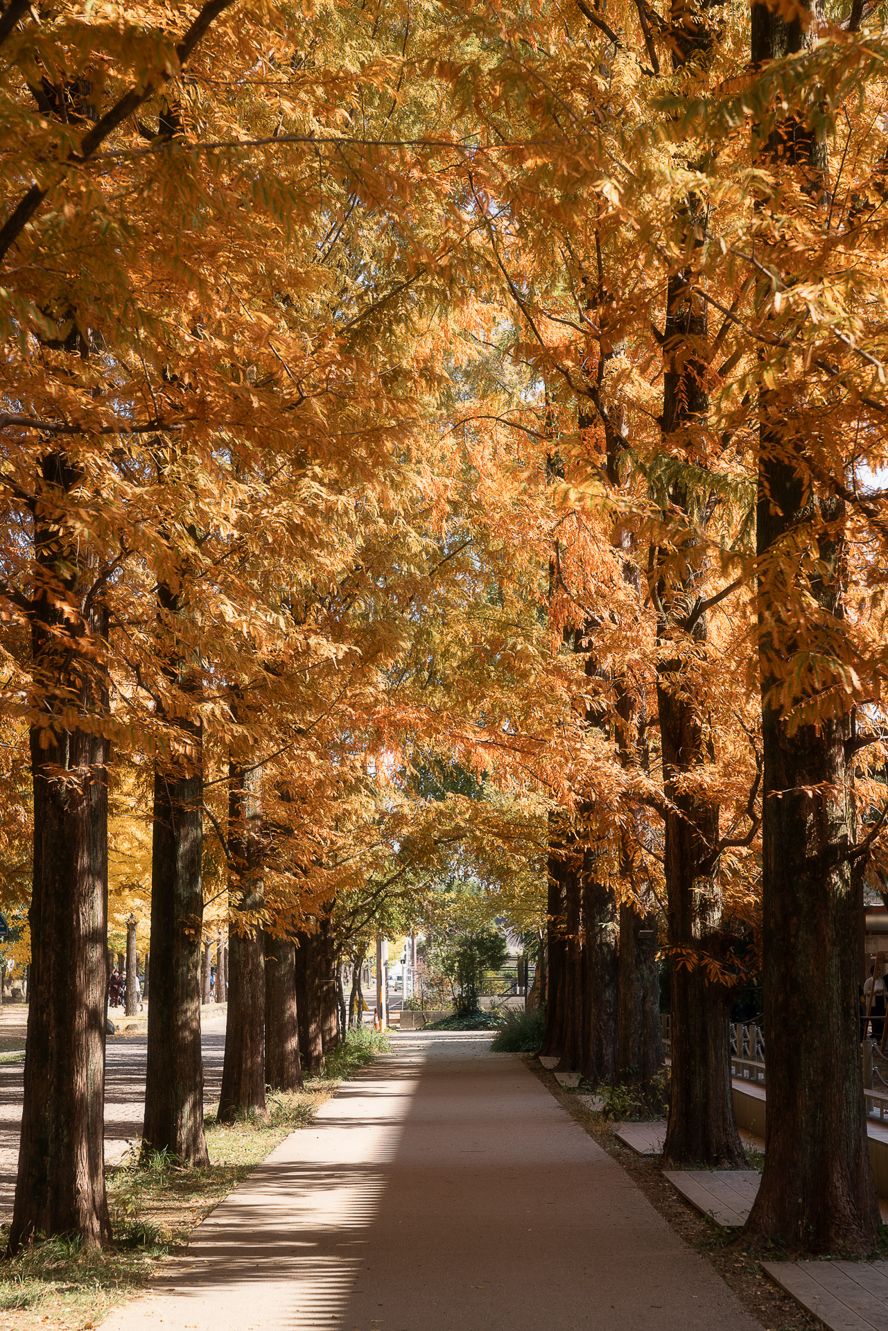 学びの森（冬ソナストリート）