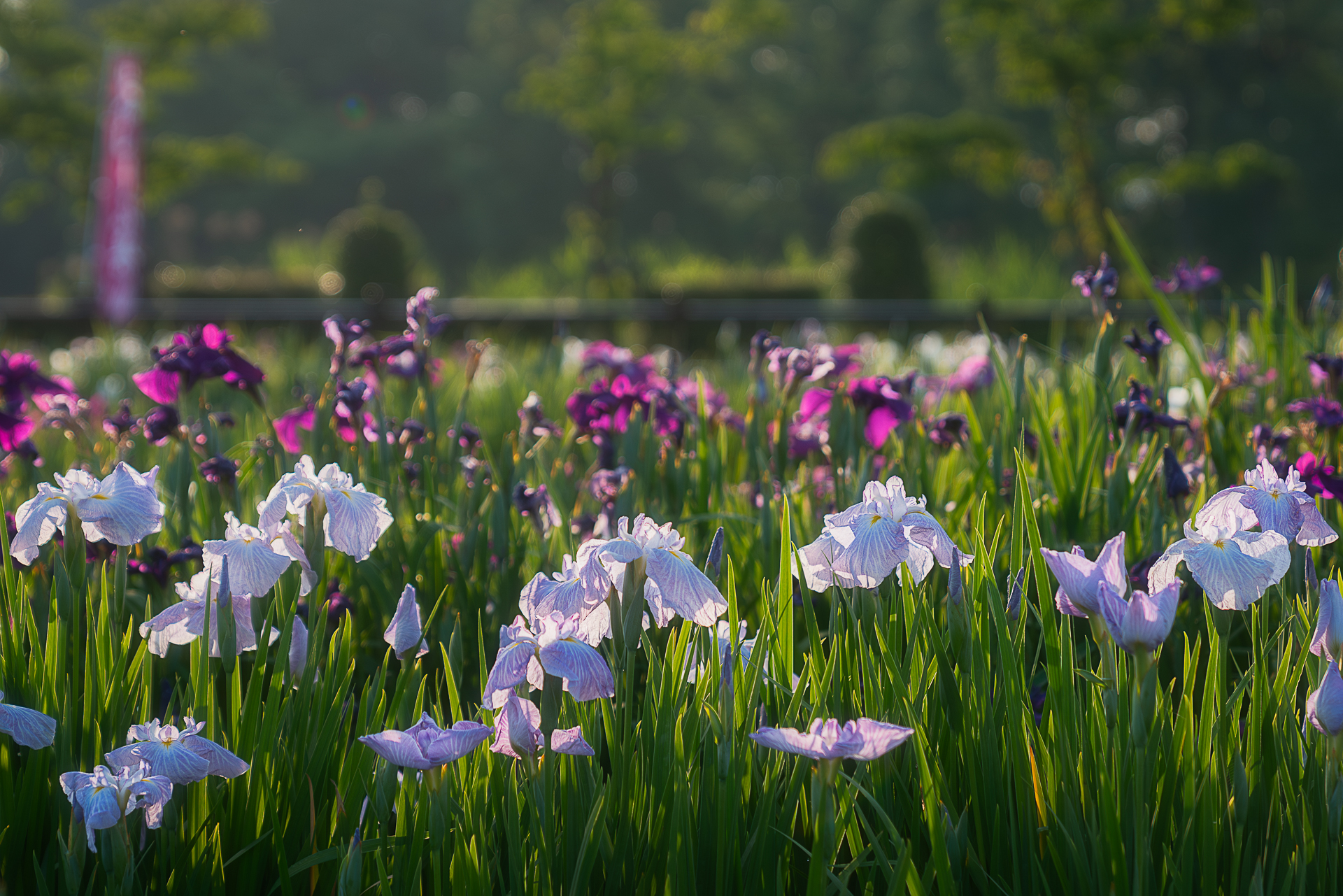 曽根城公園花菖蒲池