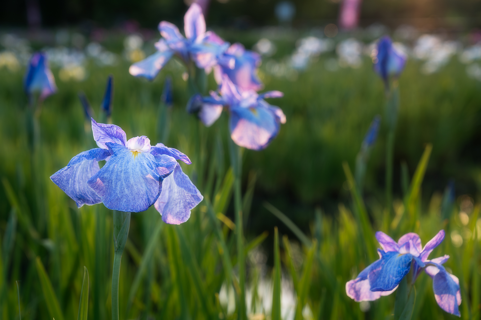 曽根城公園花菖蒲池
