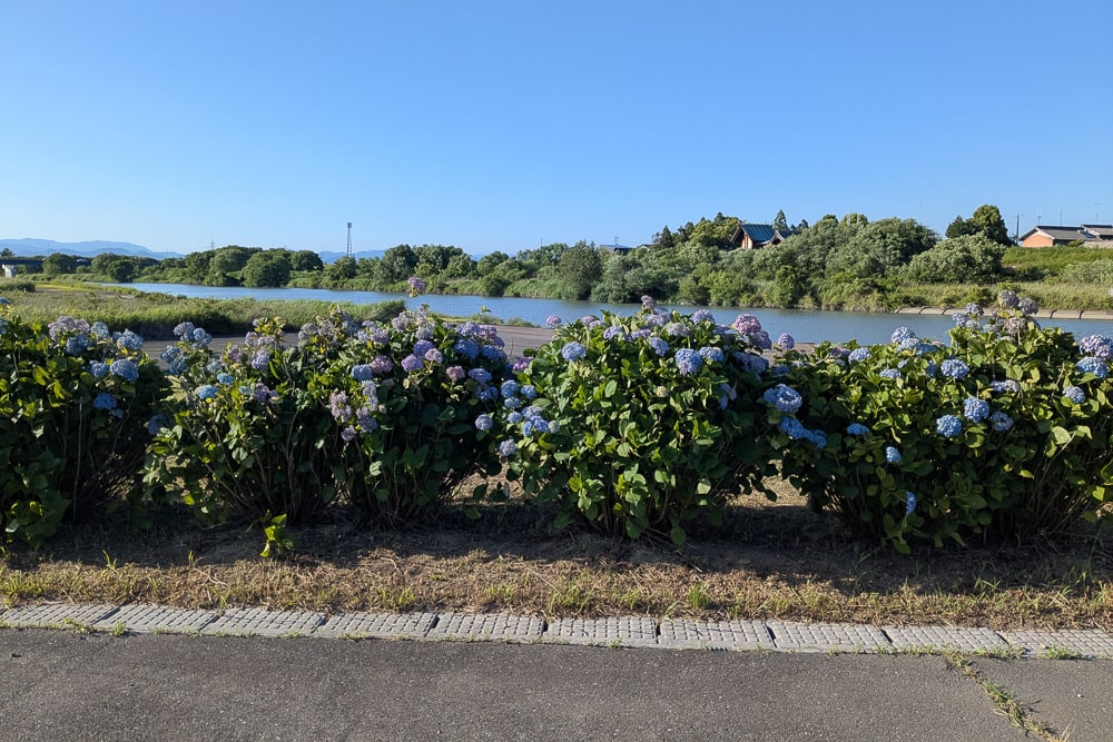 墨俣犀川堤あじさい街道撮影スポット