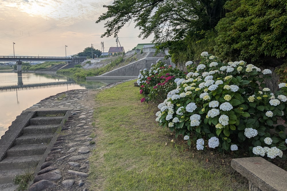 墨俣犀川堤あじさい街道撮影スポット
