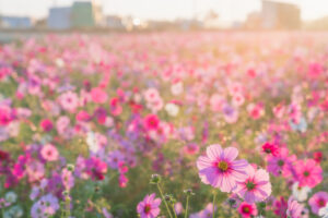 コスモス畑(墨俣町上宿)