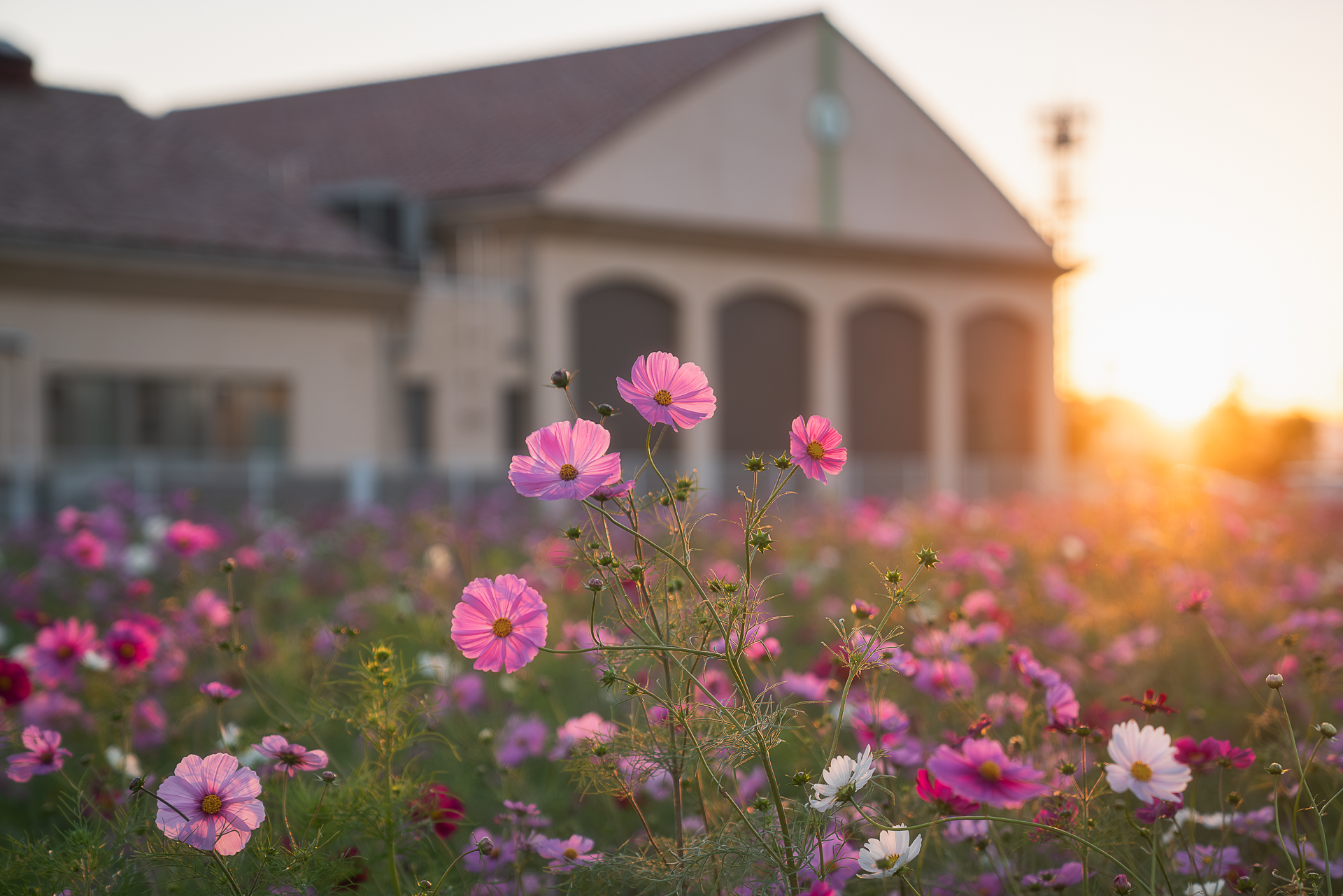 コスモス畑(墨俣町上宿)