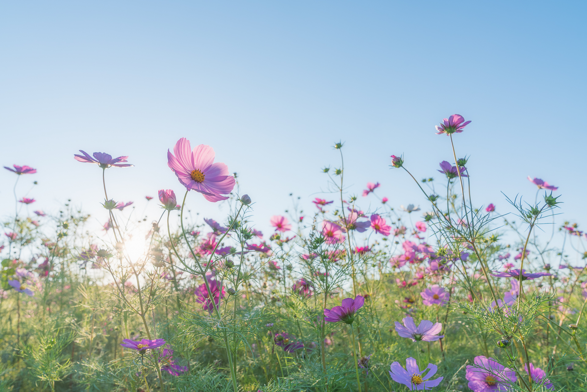 コスモス畑（墨俣町上宿）