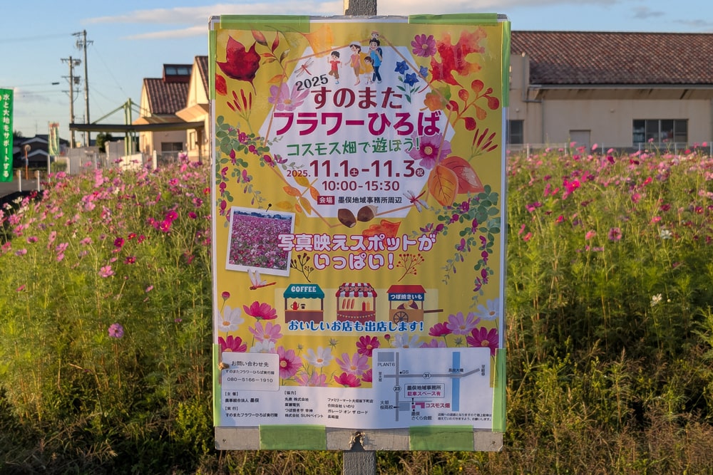コスモス畑（墨俣町上宿）イベント