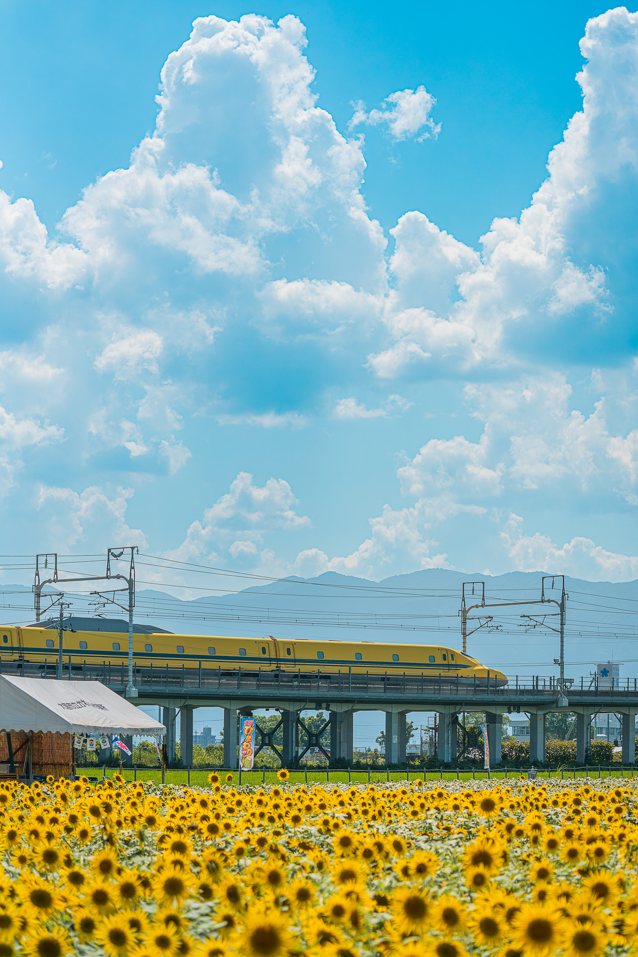 ひまわり畑（平町）
