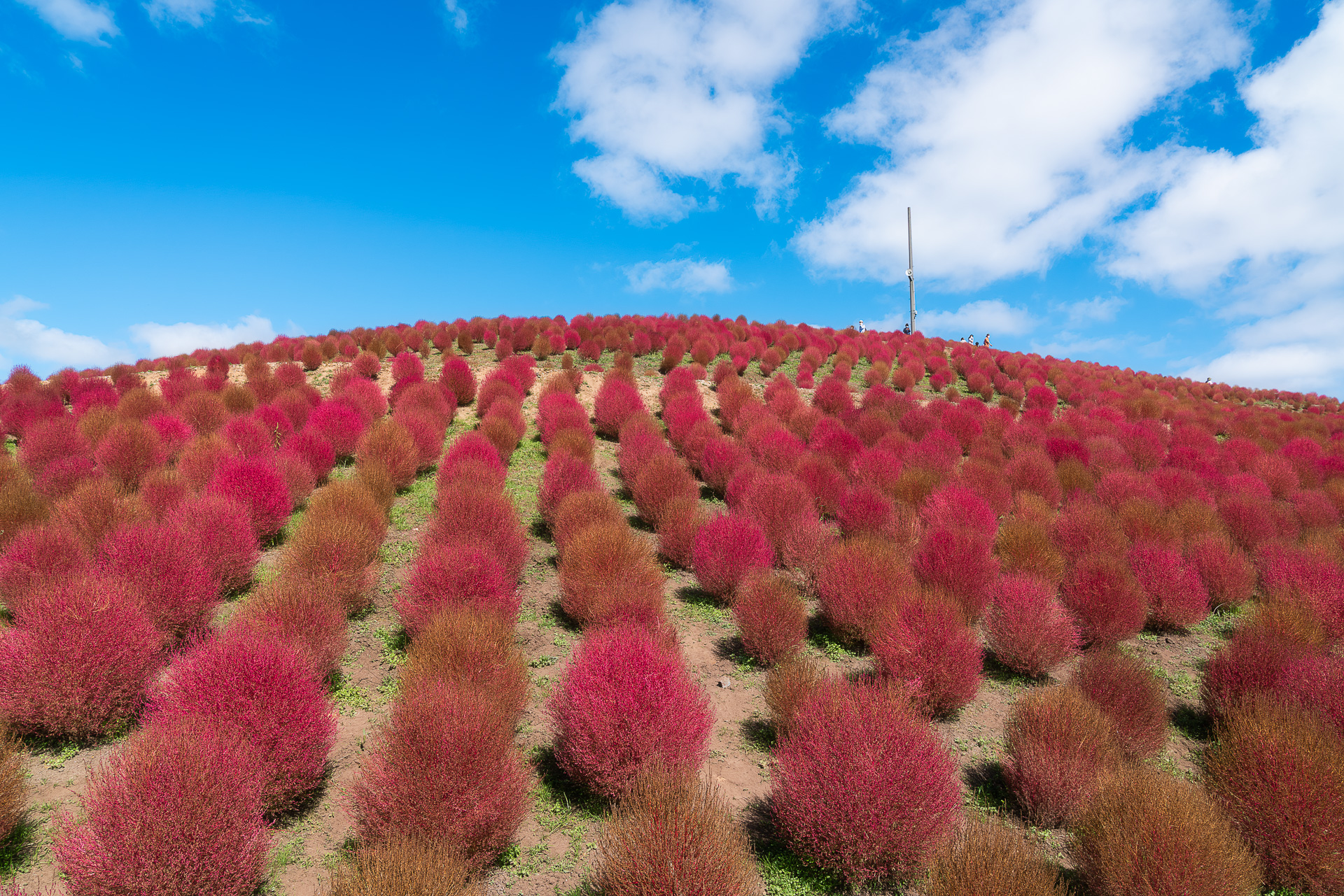 箱館山コキアパーク