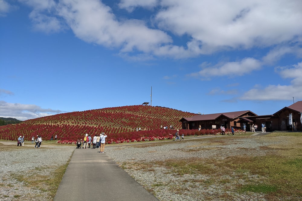箱館山コキアパーク撮影スポット