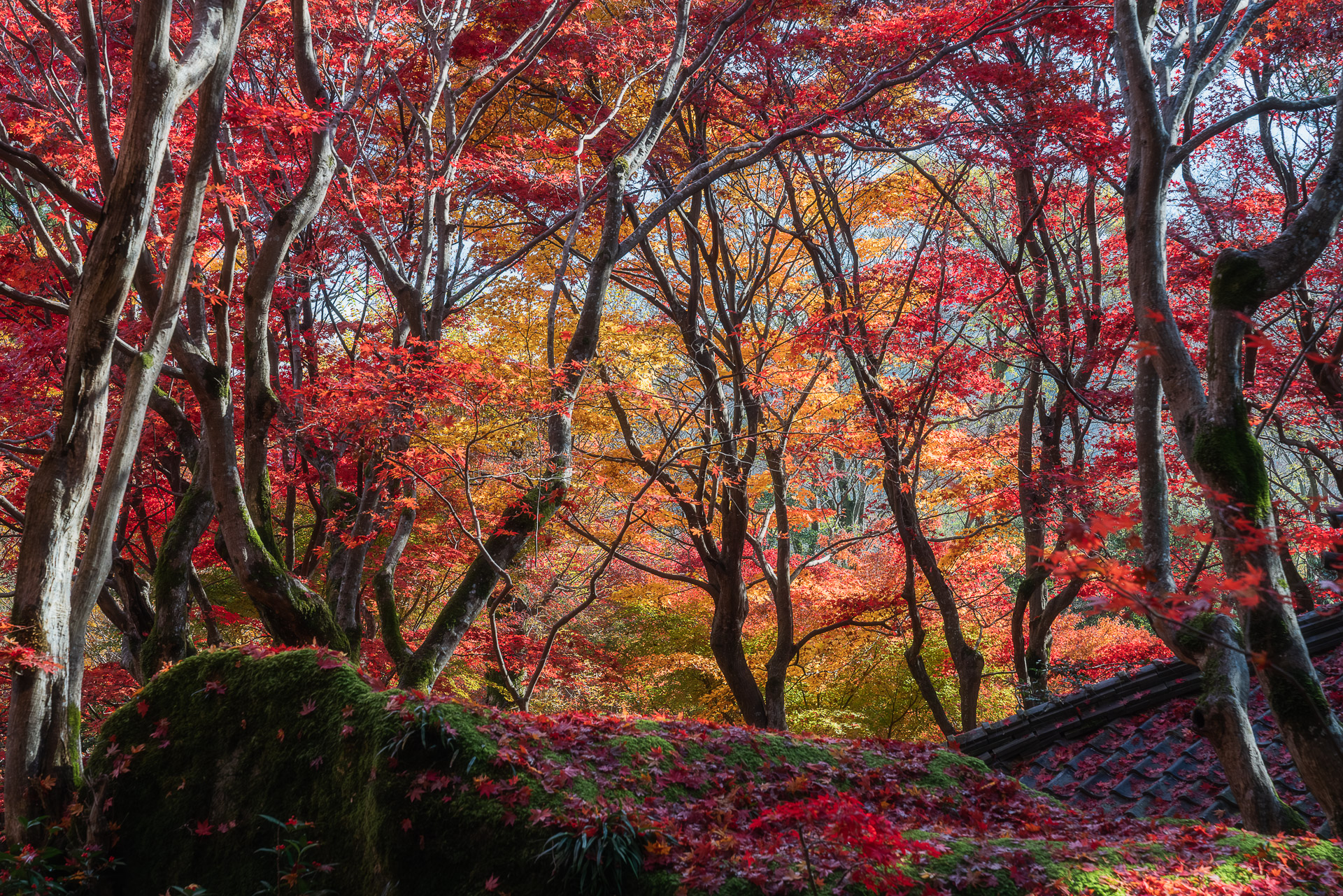 教林坊(紅葉の公開)