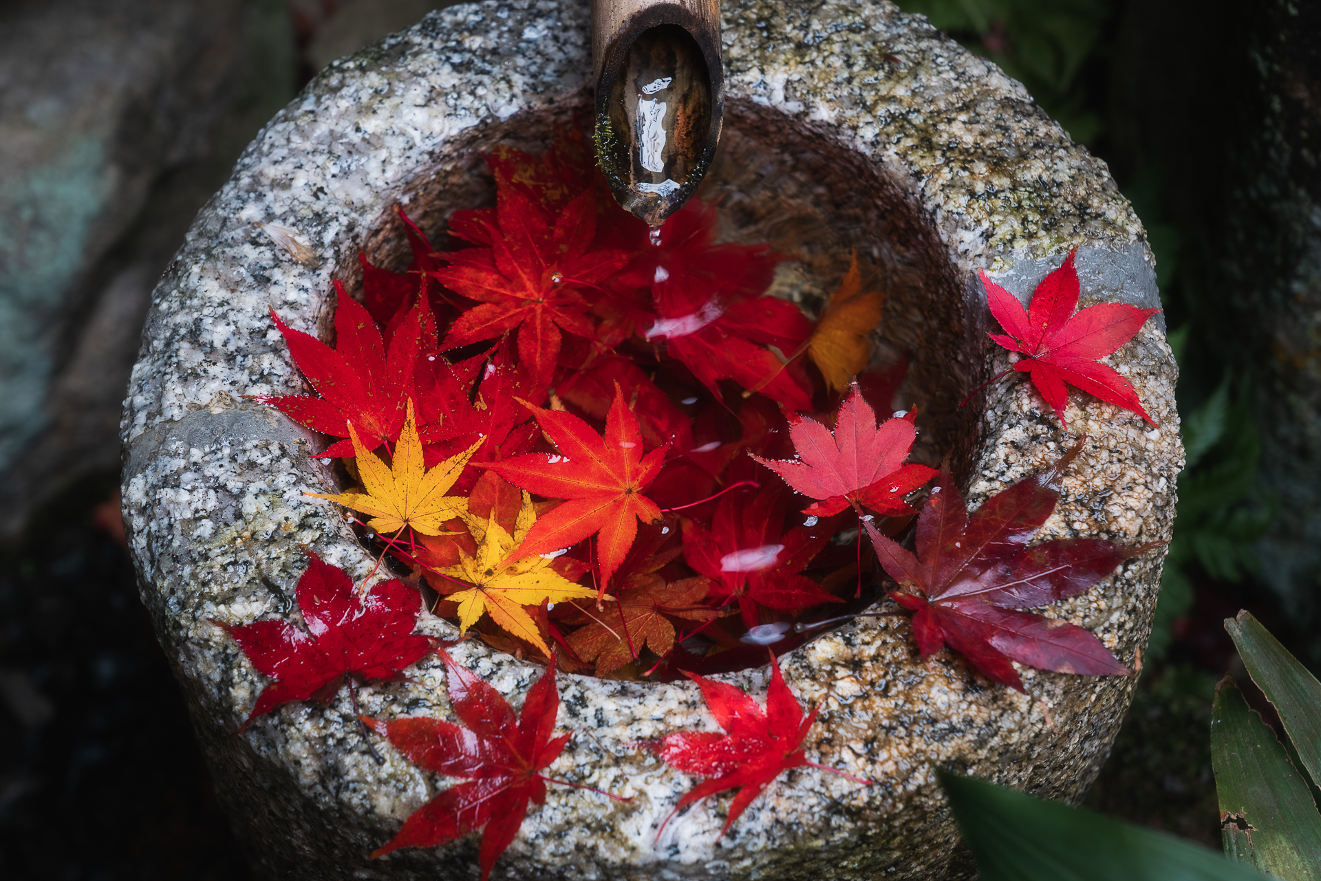 教林坊(紅葉の公開)