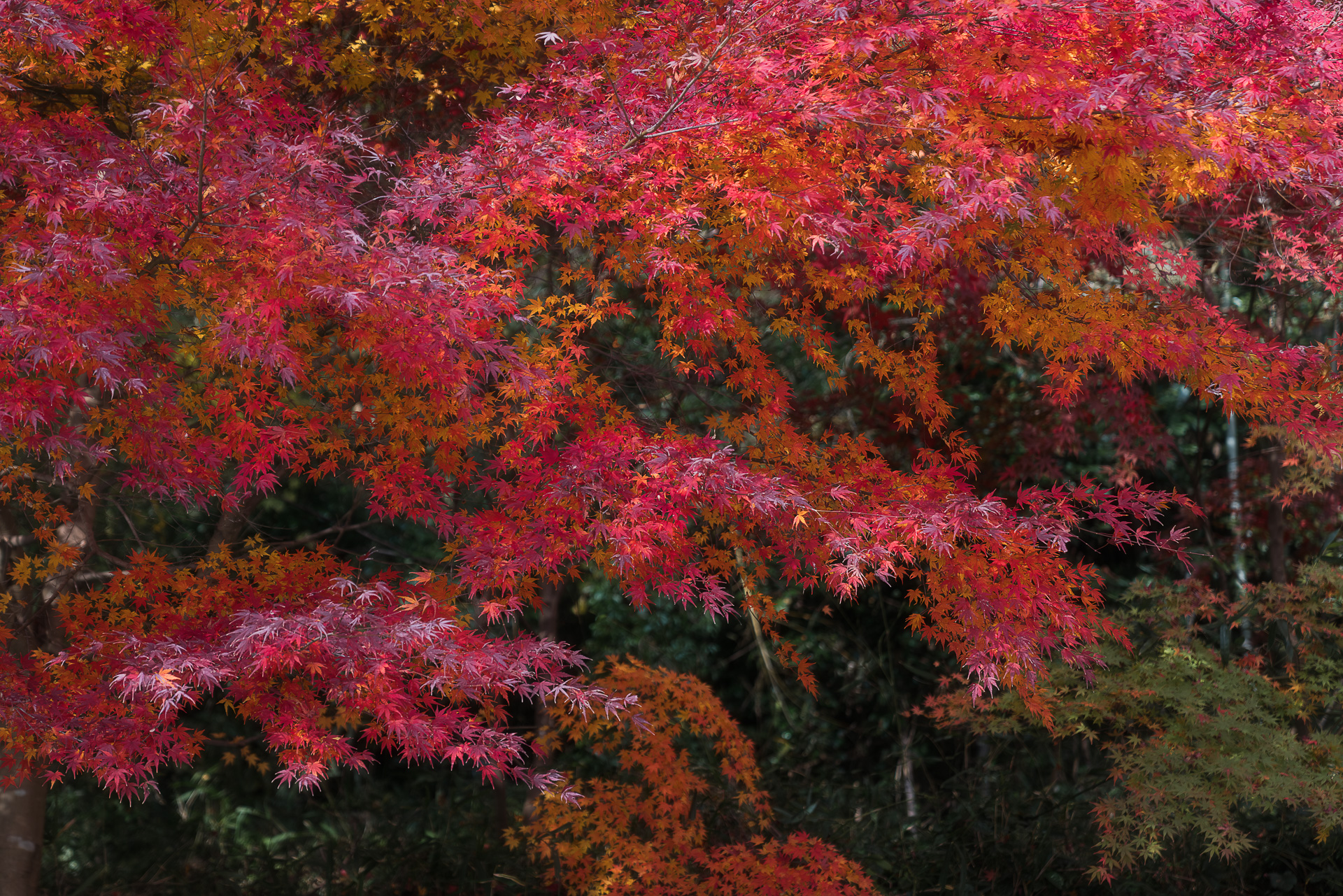 教林坊(紅葉の公開)