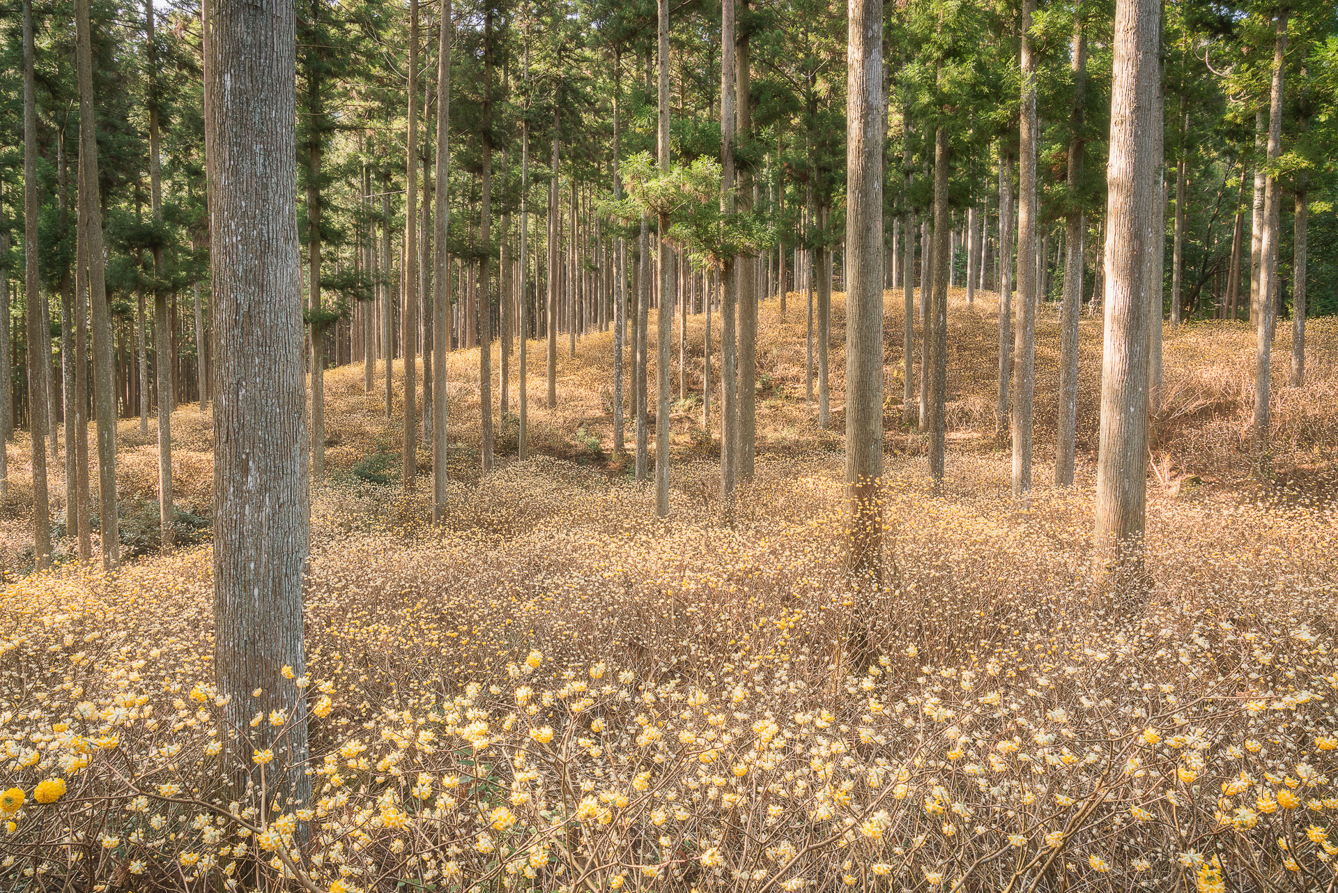 ミツマタ群生地（美杉町）