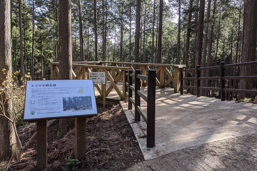 ミツマタ群生地（美杉町）撮影スポット
