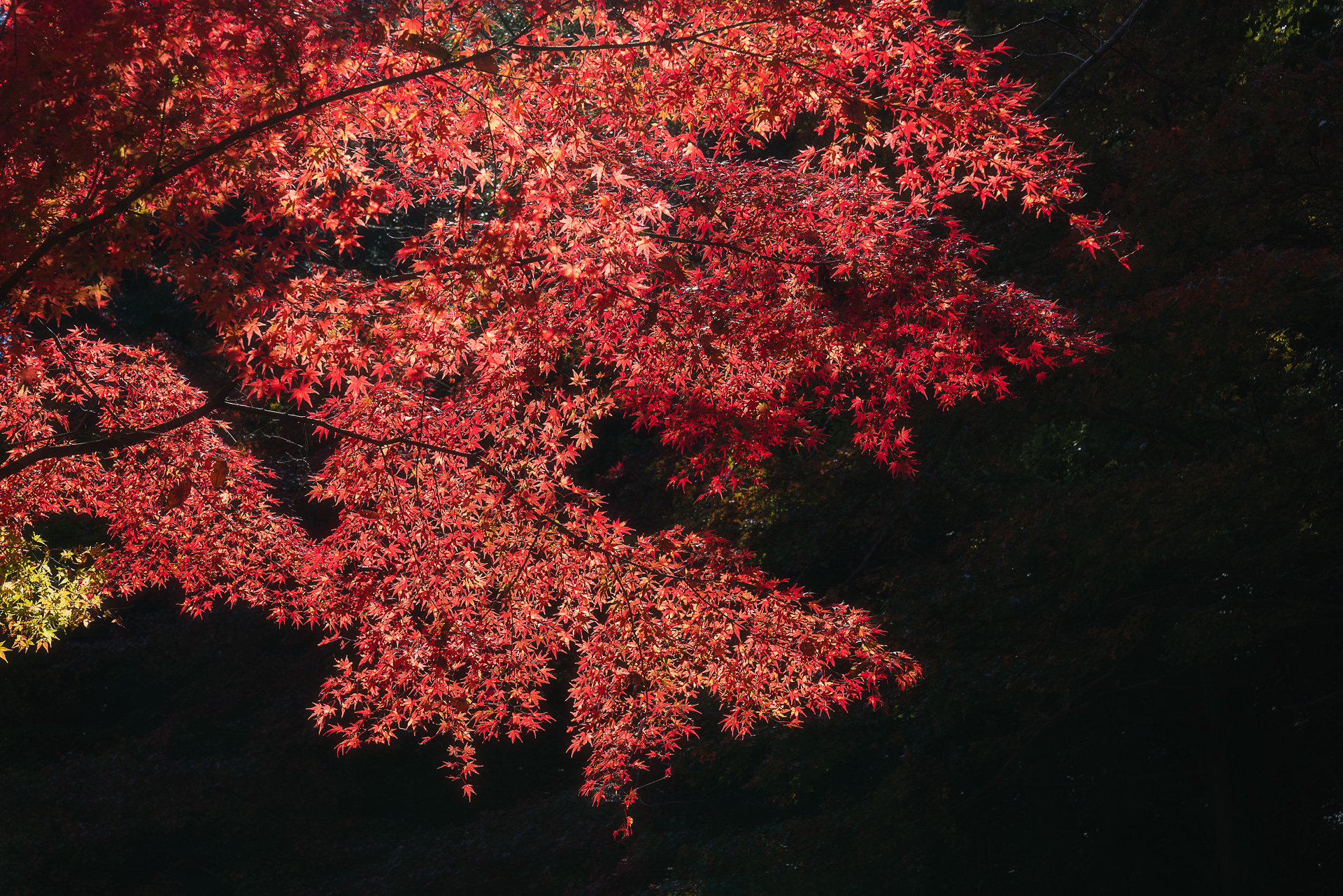 大矢田神社もみじ谷
