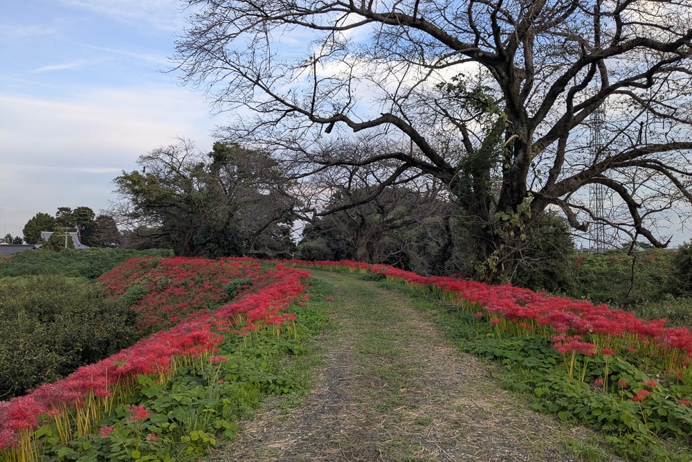 犀川むかい地蔵周辺の彼岸花 撮影スポット