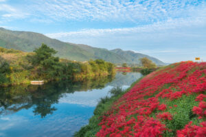 津屋川堤防の彼岸花