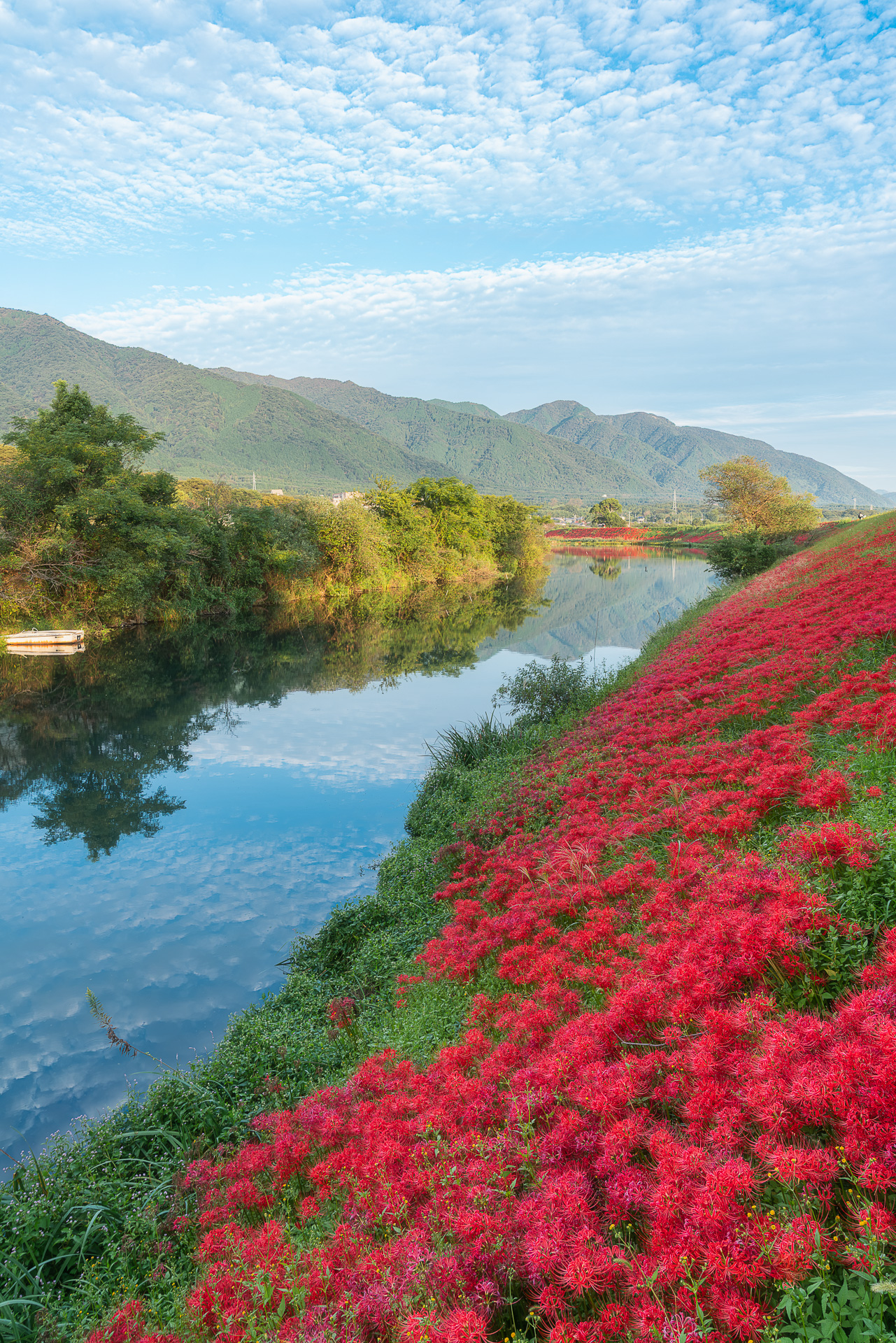 津屋川堤防の彼岸花