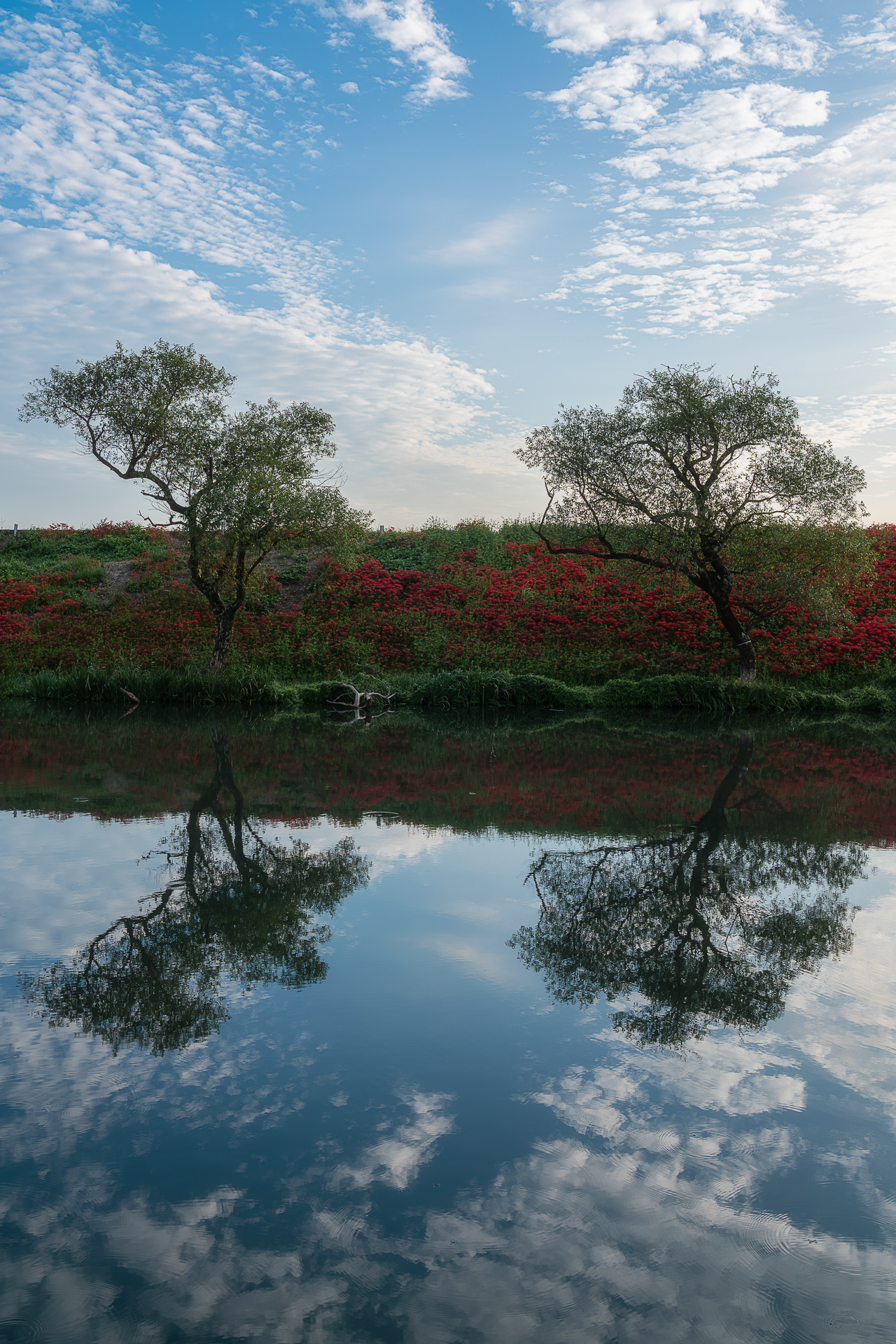 津屋川堤防の彼岸花