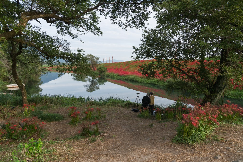 津屋川堤防の彼岸花 撮影スポット