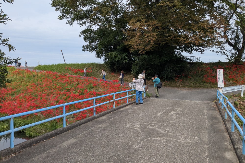 津屋川堤防の彼岸花 撮影スポット