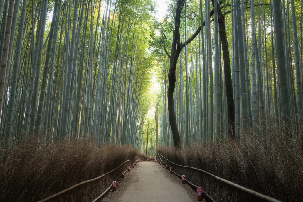 竹林の小径（嵐山）