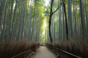 竹林の小径（嵐山）