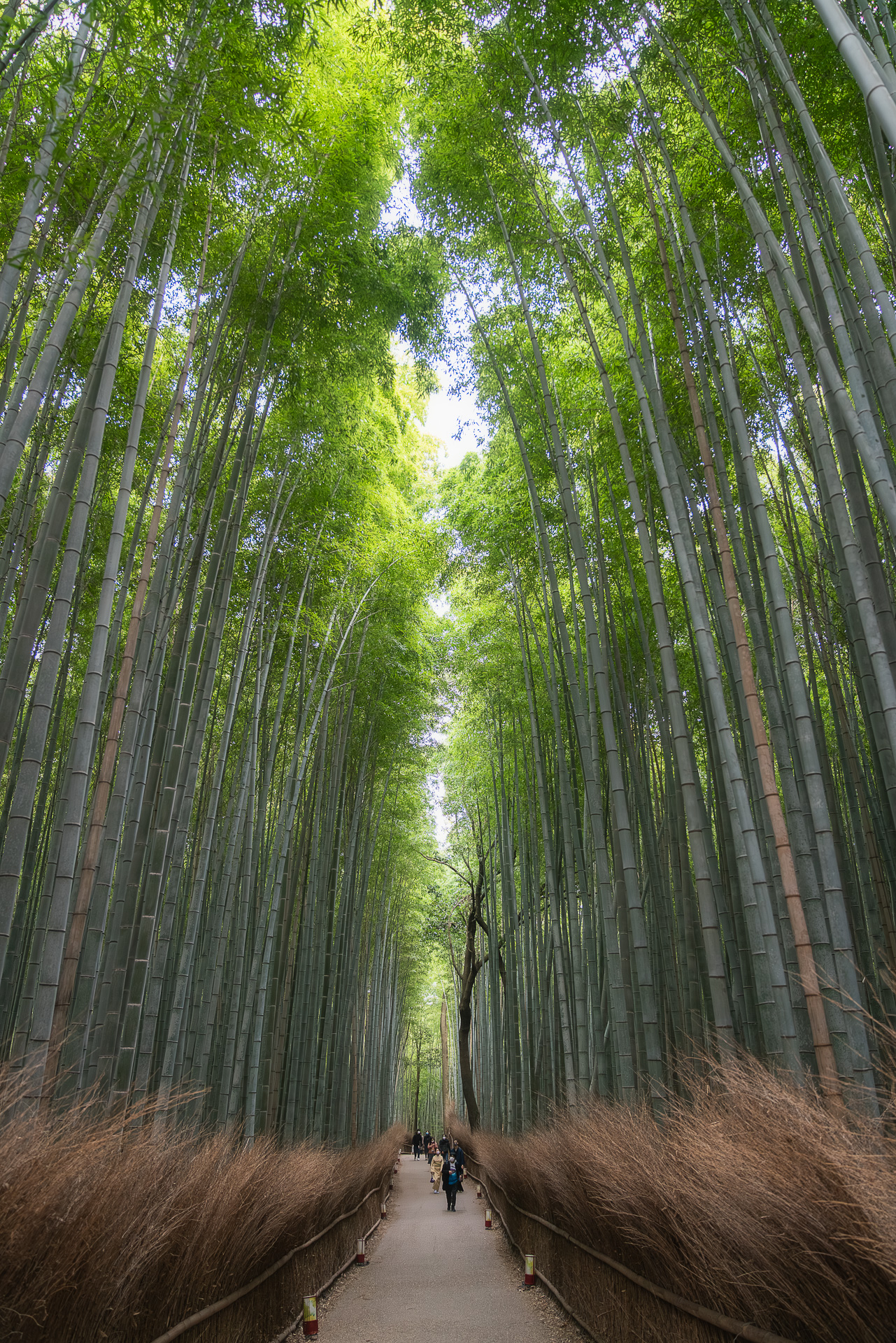 竹林の小径（嵐山）