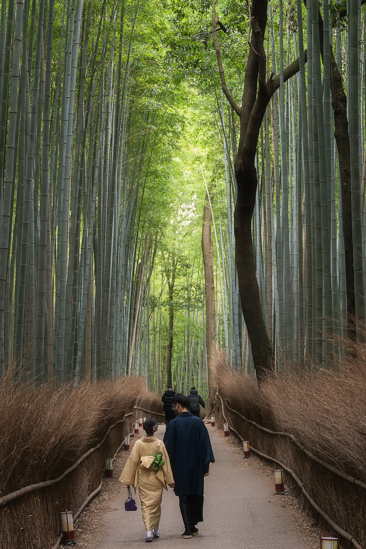 竹林の小径（嵐山）