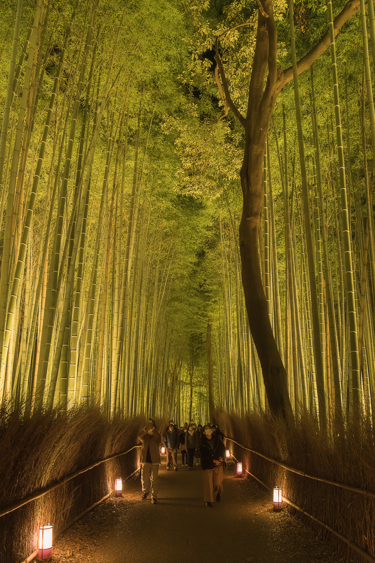 竹林の小径（嵐山）