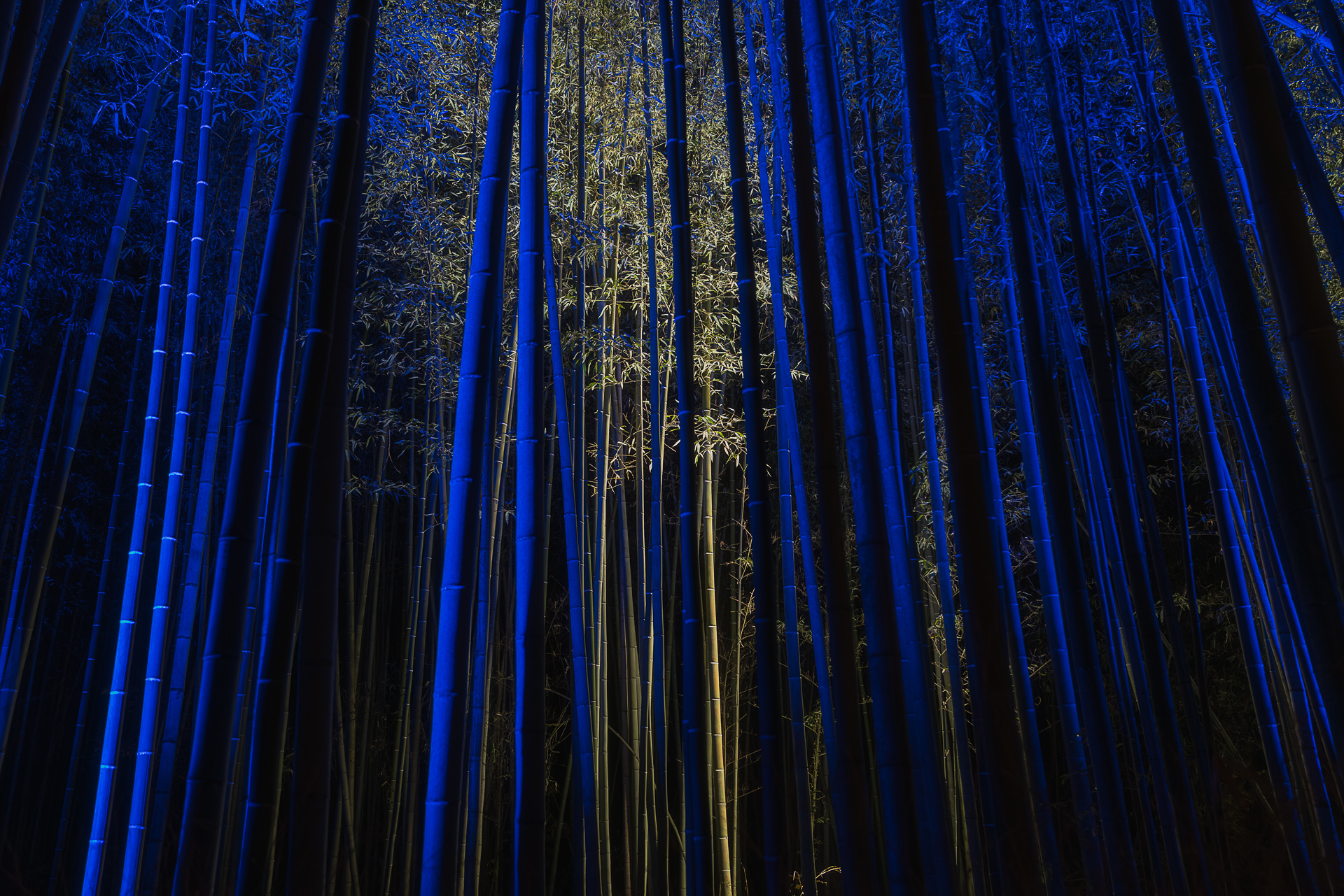 竹林の小径（嵐山）