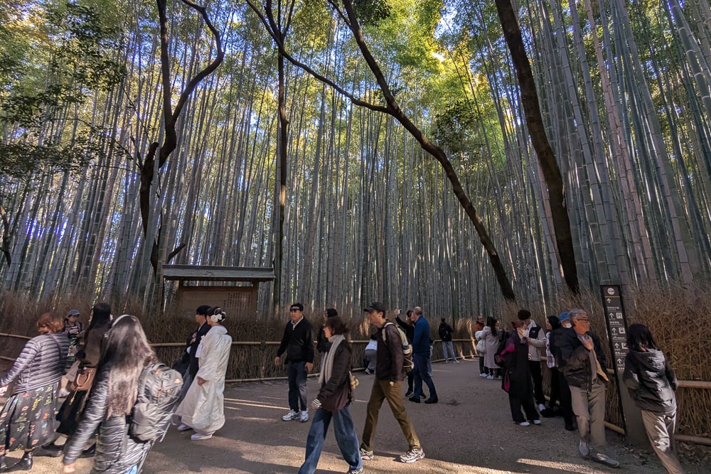 竹林の小径（嵐山）撮影スポット