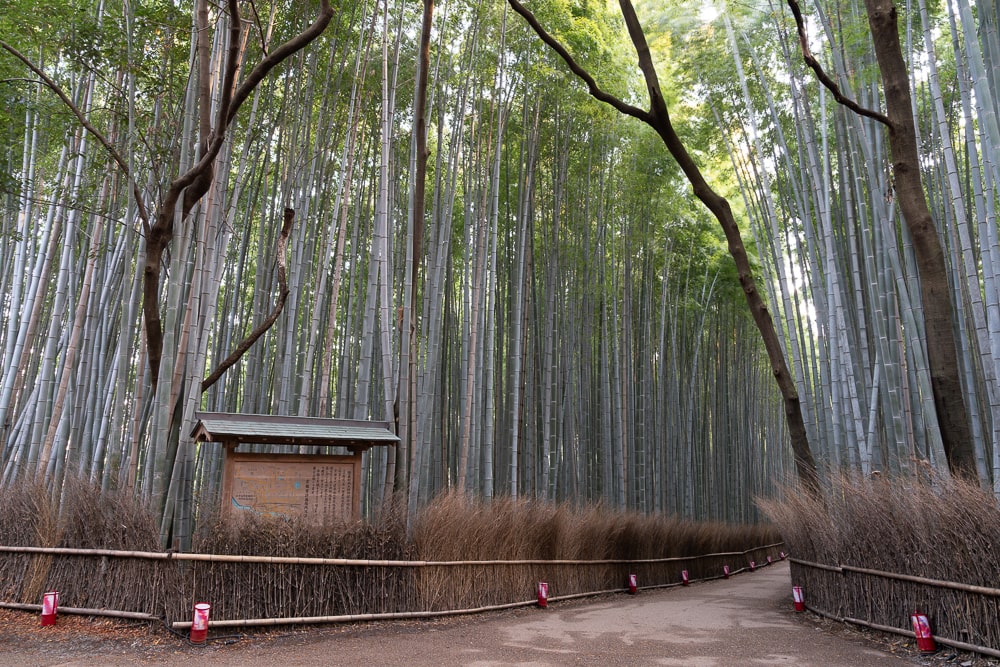 竹林の小径（嵐山）撮影スポット
