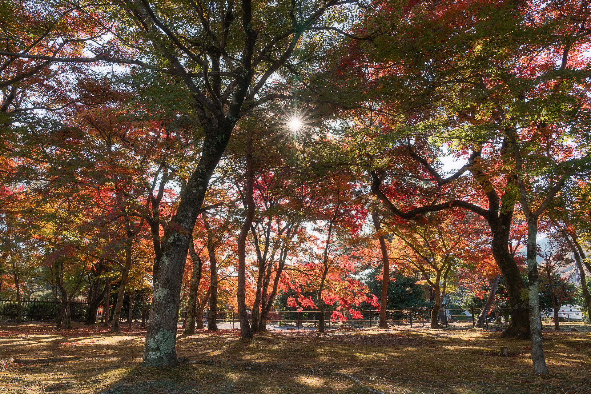天龍寺（嵐山）