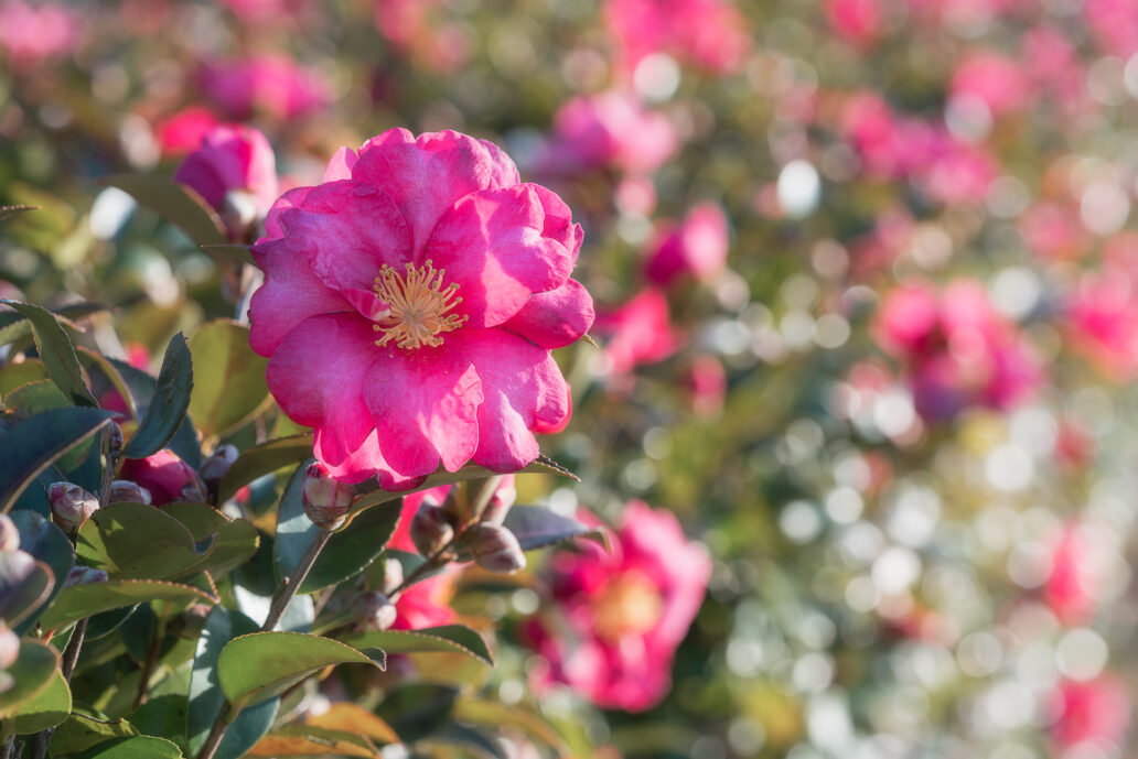 美濃国分寺跡歴史公園のサザンカ