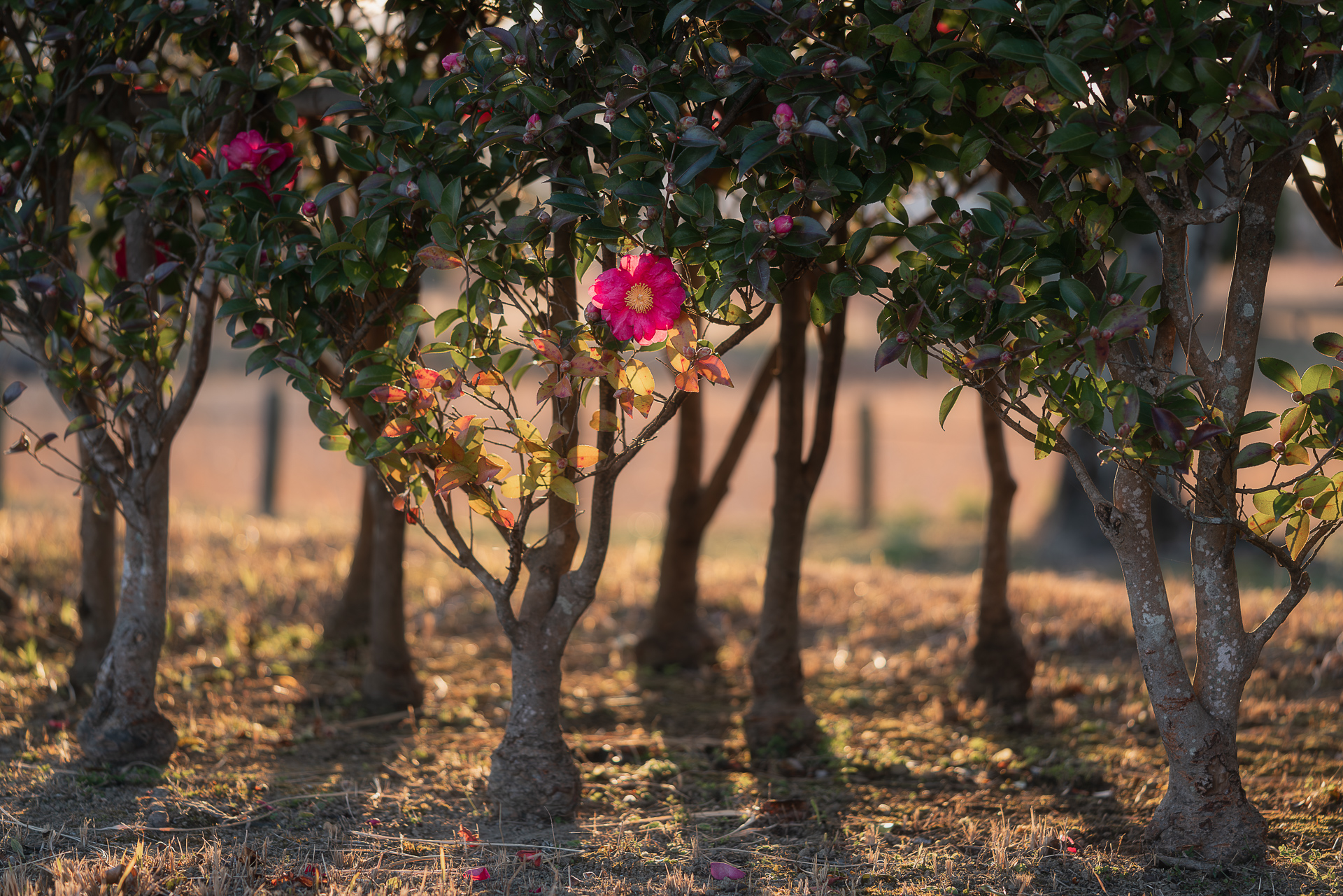 美濃国分寺跡歴史公園（サザンカ）