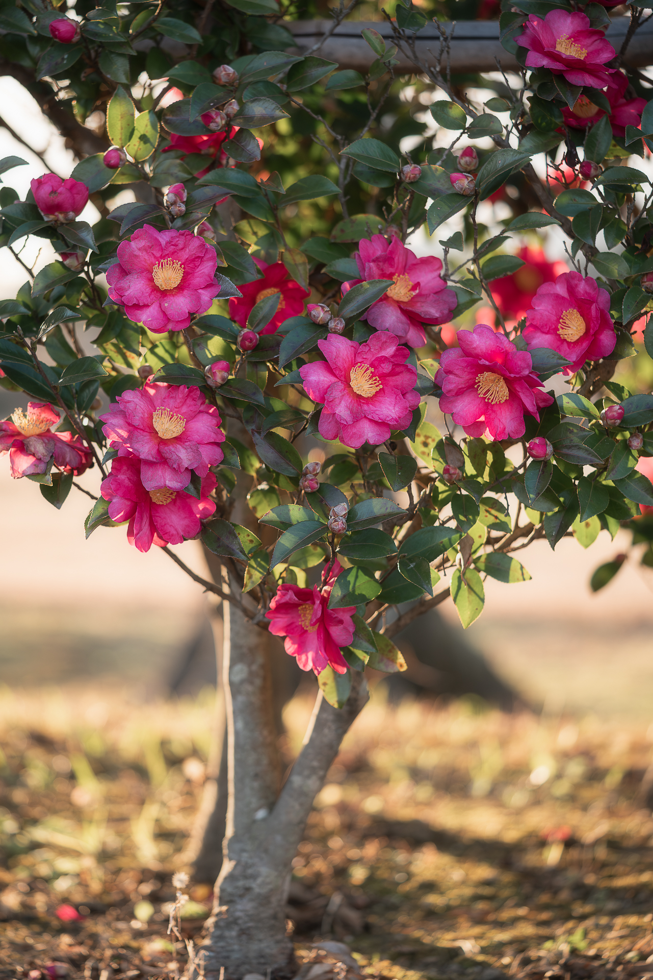 美濃国分寺跡歴史公園（サザンカ）