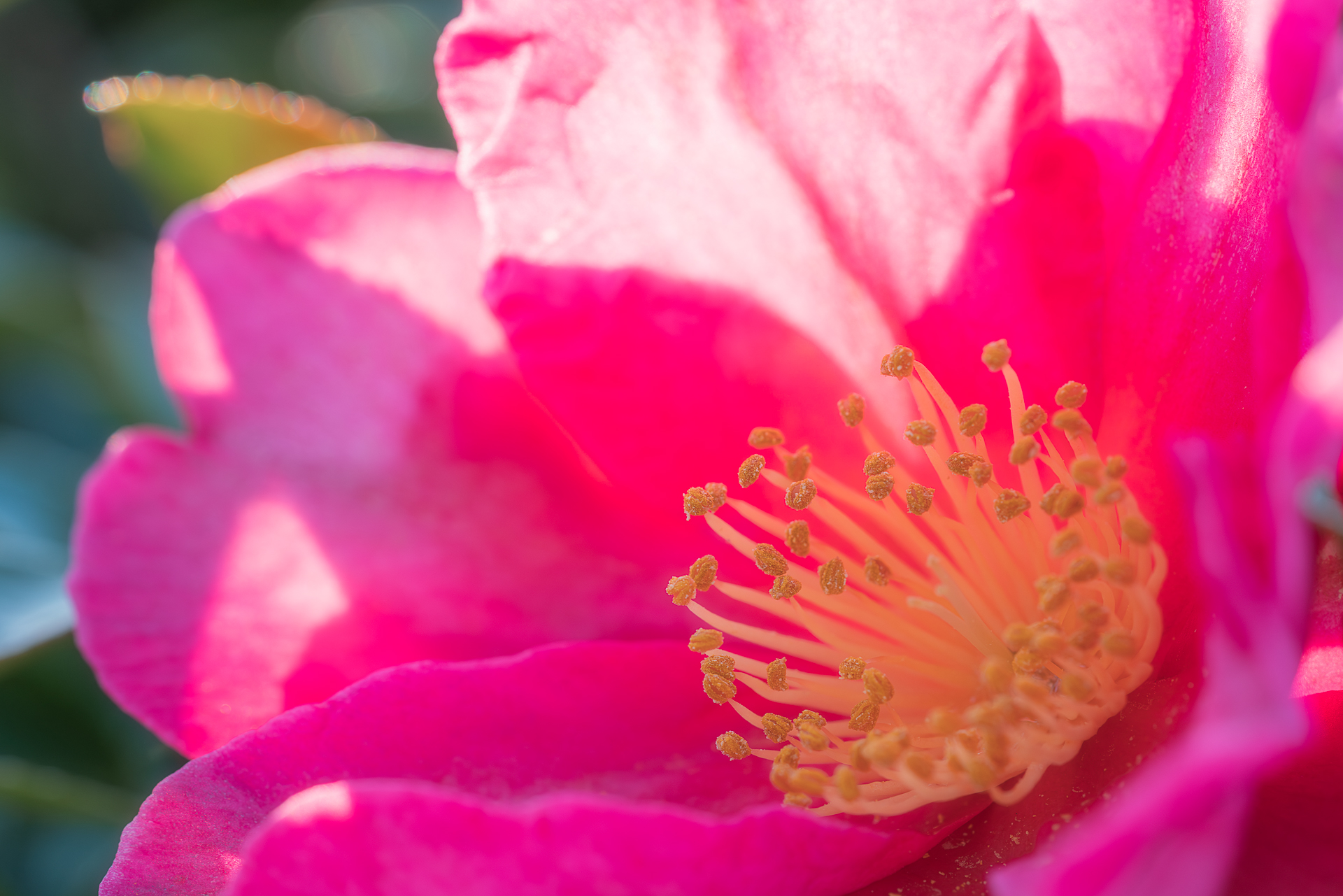 美濃国分寺跡歴史公園（サザンカ）